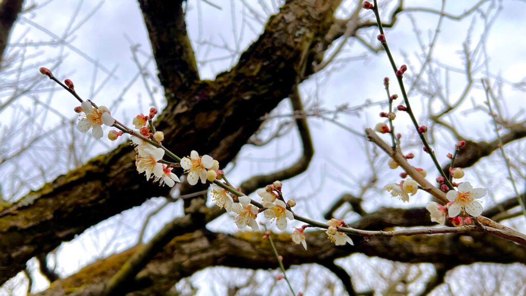 叶匠壽庵_寿長生の郷 白梅開花画像
