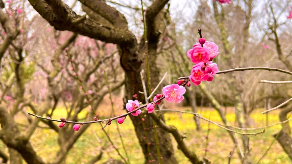 叶匠壽庵_梅の花と菜の花